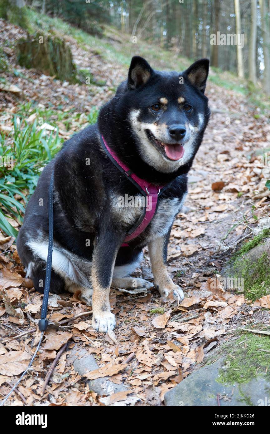 An adorable Shiba Inu with a collar sitting in the forest in autumn Stock Photo