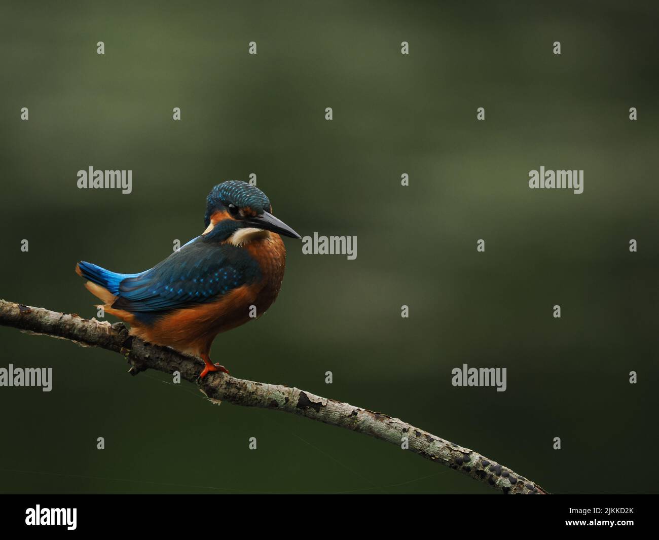 Kingfisher enjoy fishing from a perch, but often fly to another with a