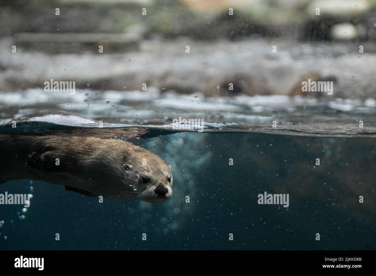 An otter swimming underwater in an aquarium Stock Photo Alamy