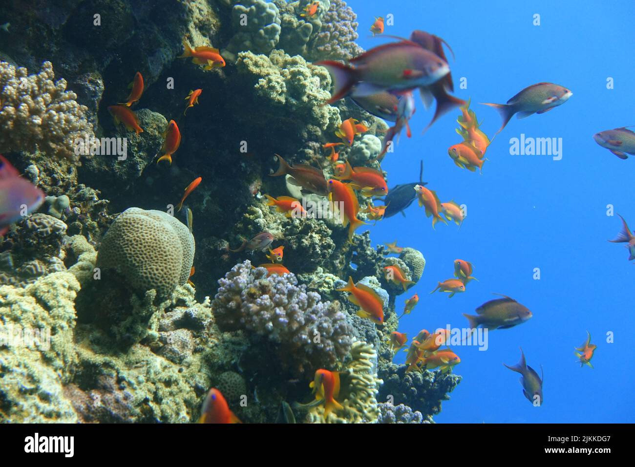 a low angle shot of Tropical fish and coral reef Underwater life in the red sea. Stock Photo