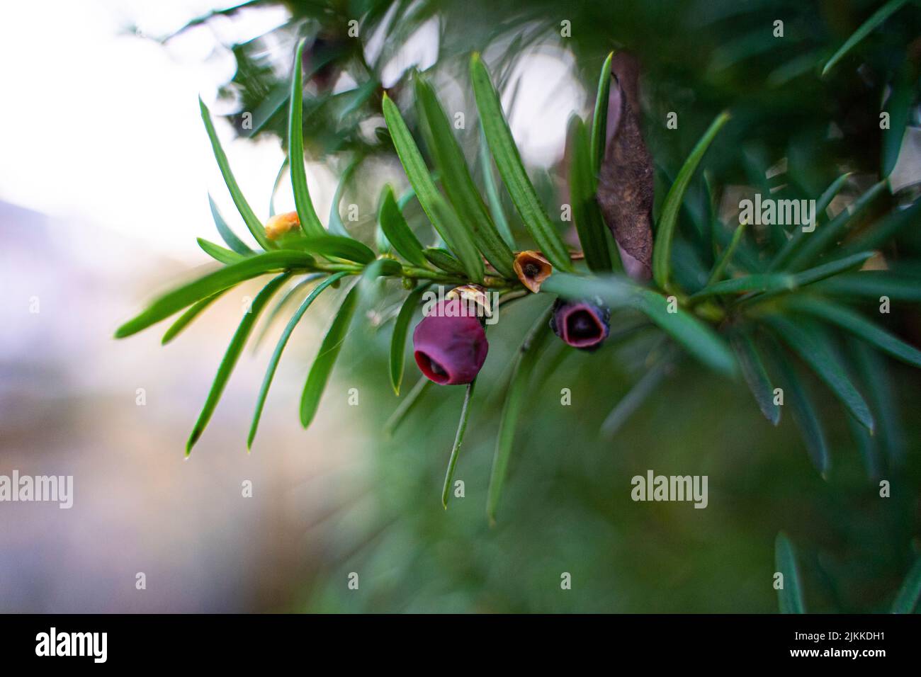 A closeup shot of a common yew on the blurry background Stock Photo