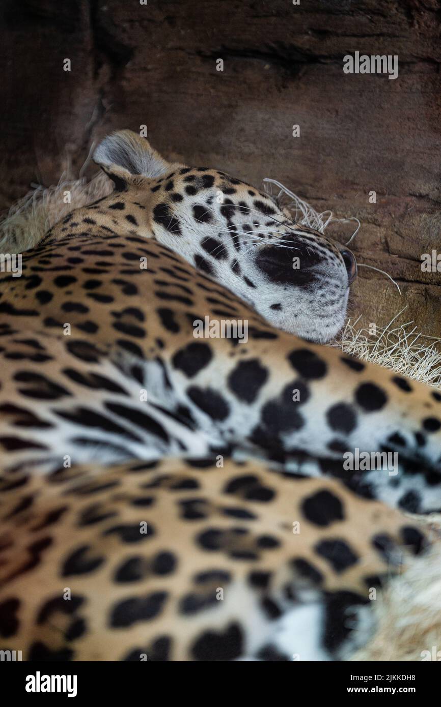 A vertical shot of a sleeping amur leopard Stock Photo