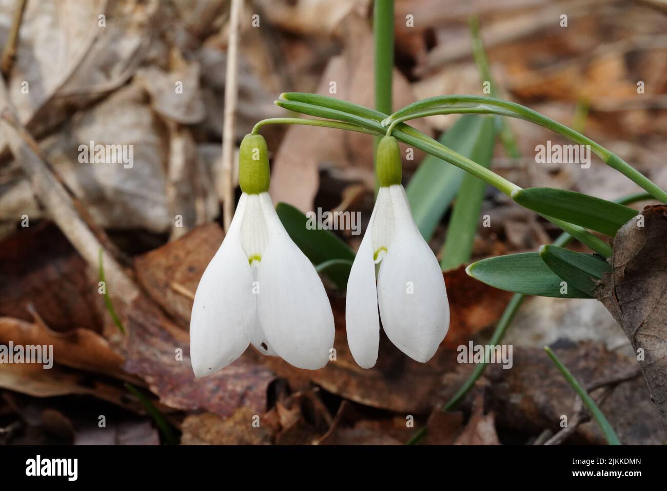 A closeup of white snowdrop flowers growing among fallen leaves in a forest Stock Photo