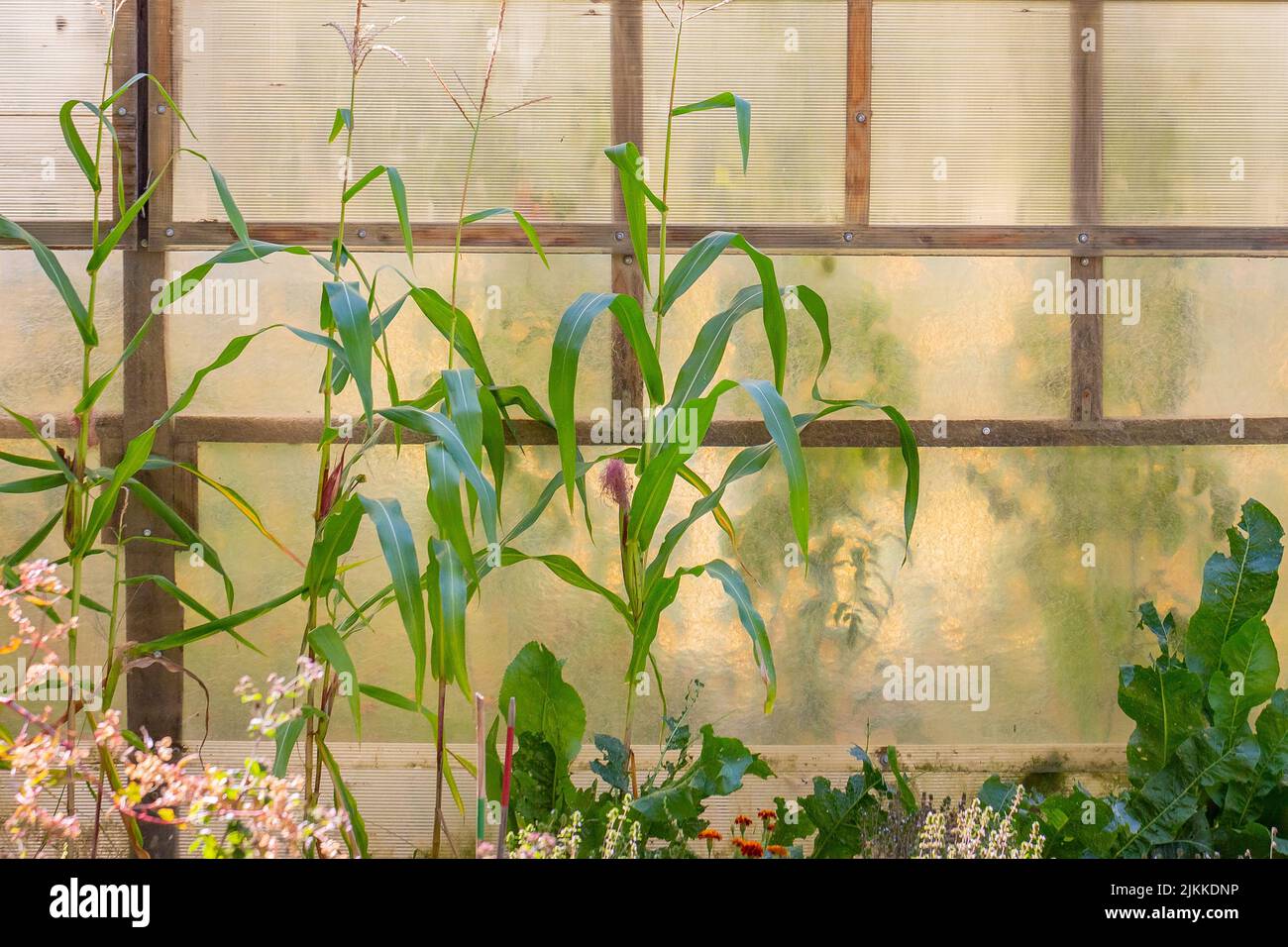 A plants and flowers under the windows Stock Photo Alamy
