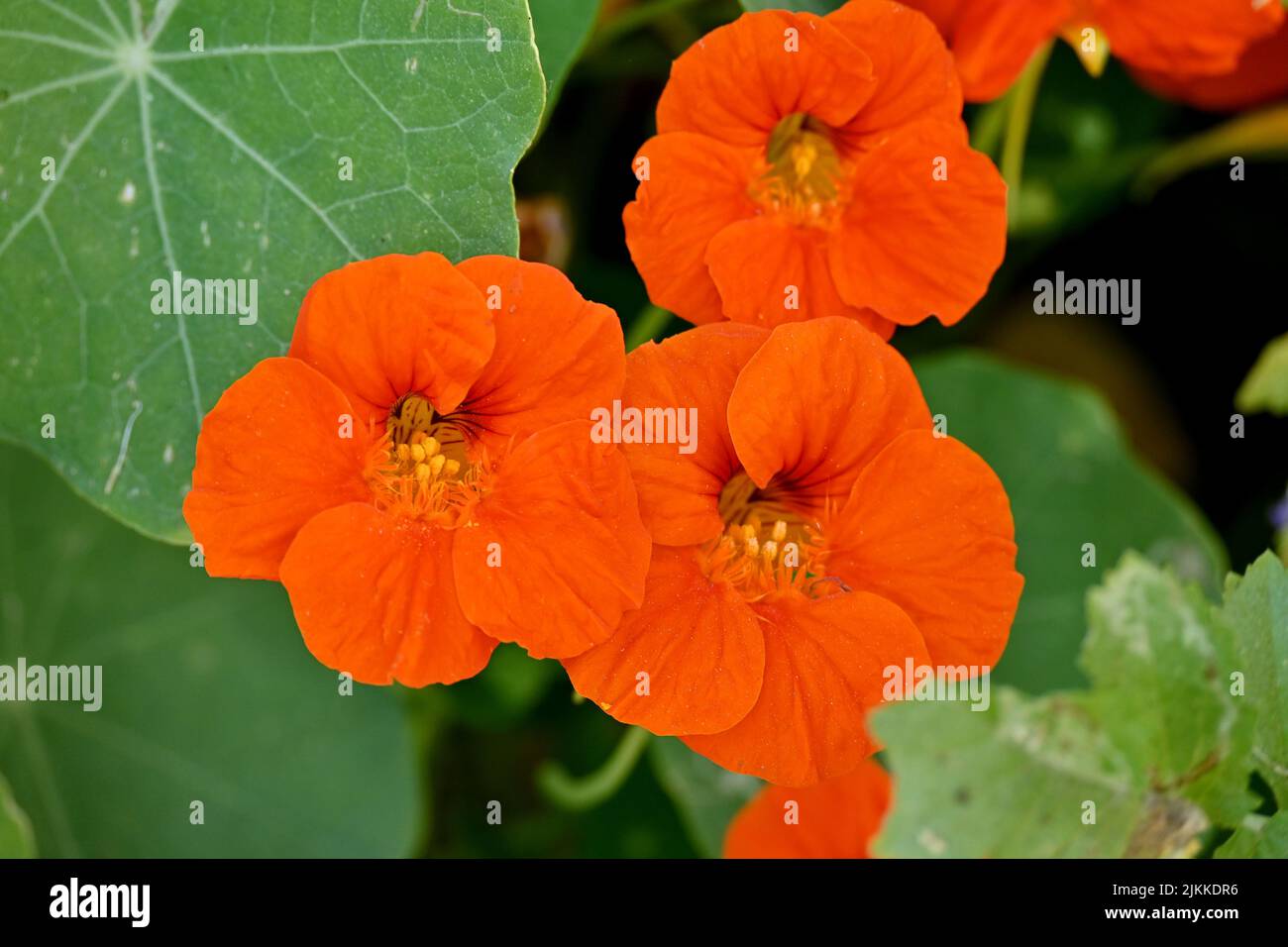 Floral background. Brown flower close up Stock Photo - Alamy