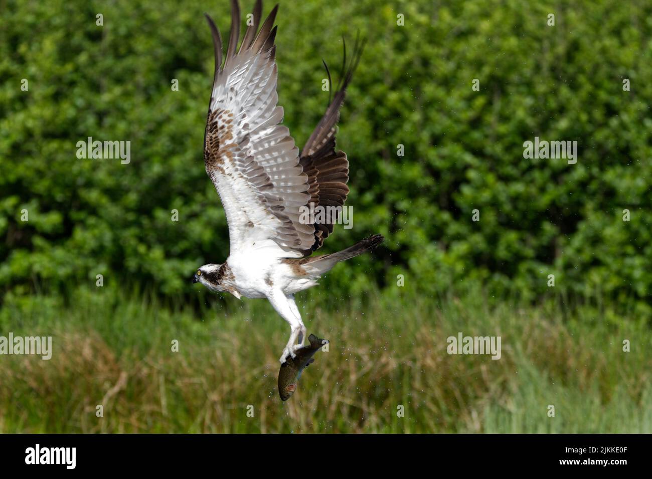 An Osprey flying in a field Stock Photo