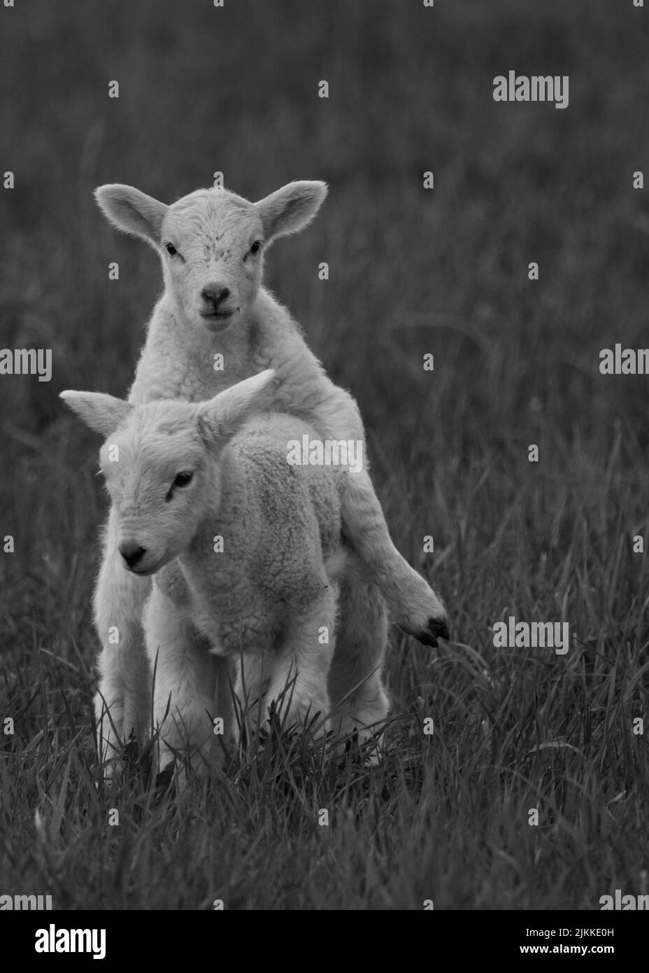 A vertical greyscale shot of two baby sheep Stock Photo