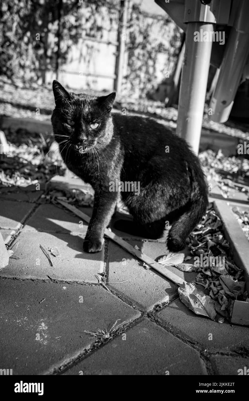 A black and white picture of a black cat sitting on the street among the foliage Stock Photo