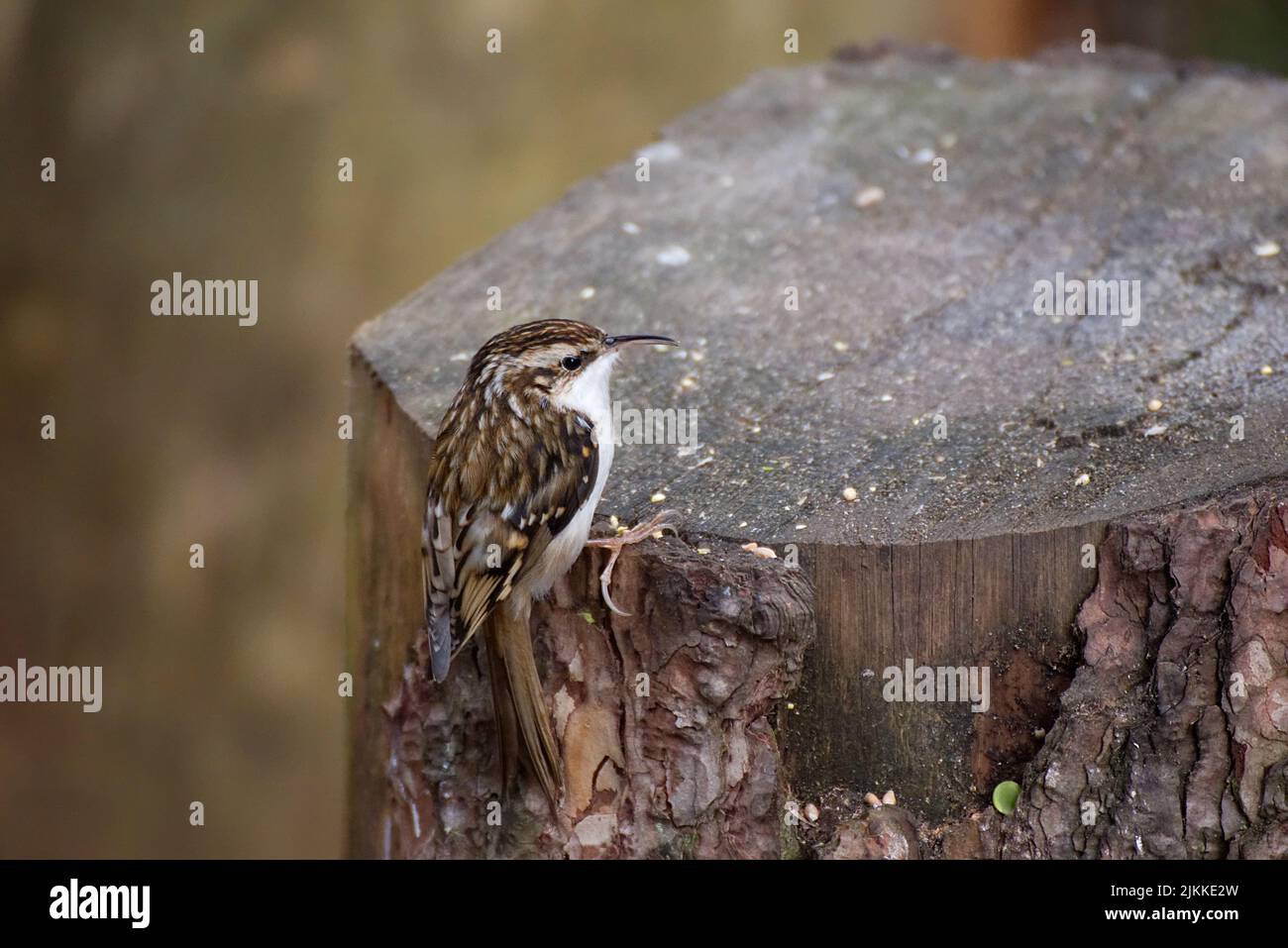 A closeup shot of a Eurasian treecreeper bird perched on a tree stump Stock Photo