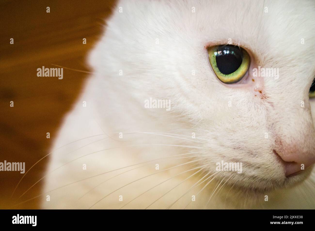 A beautiful white long-haired cat with a pink nose and big eyes Stock Photo