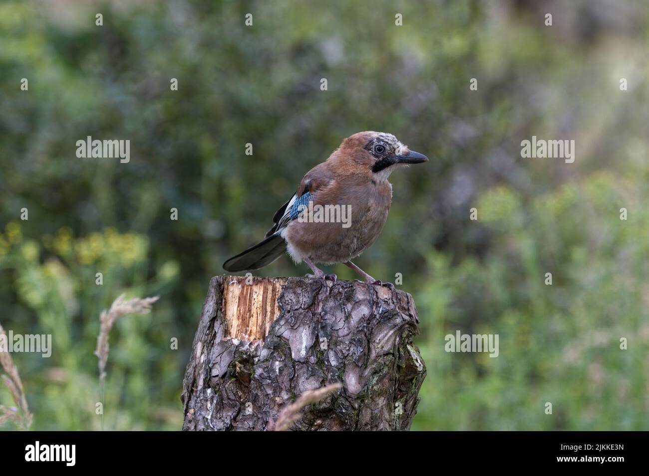 A closeup shot of a Eurasian jay Stock Photo