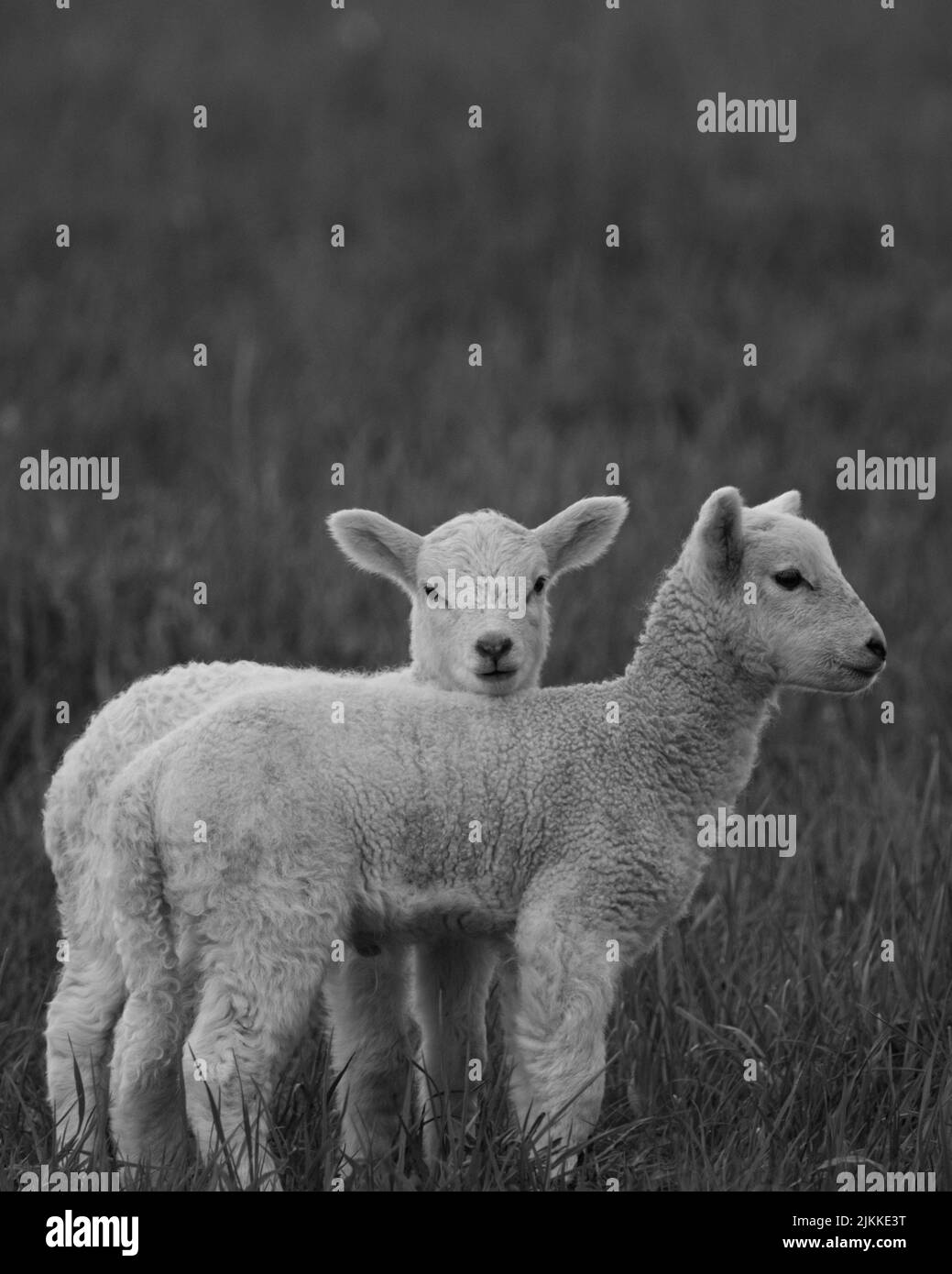 A vertical greyscale shot of two baby sheep Stock Photo