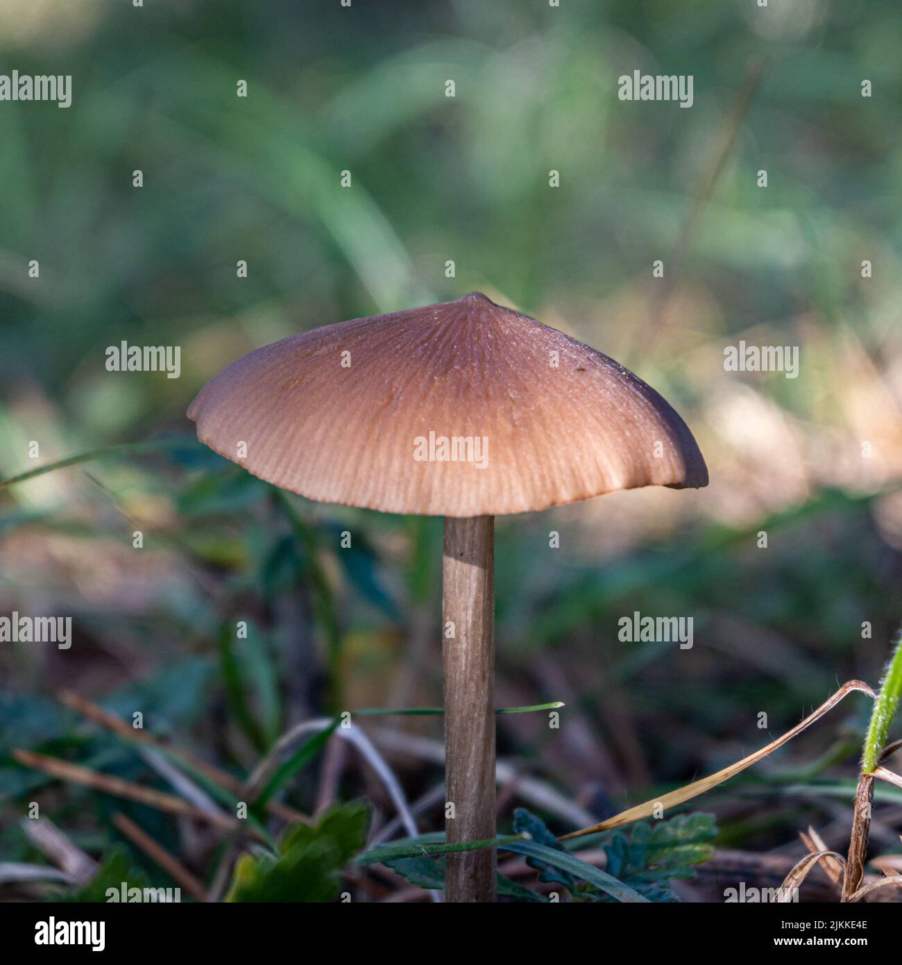 A closeup of an Entoloma mushroom growing in a forest or park on a grassy ground Stock Photo
