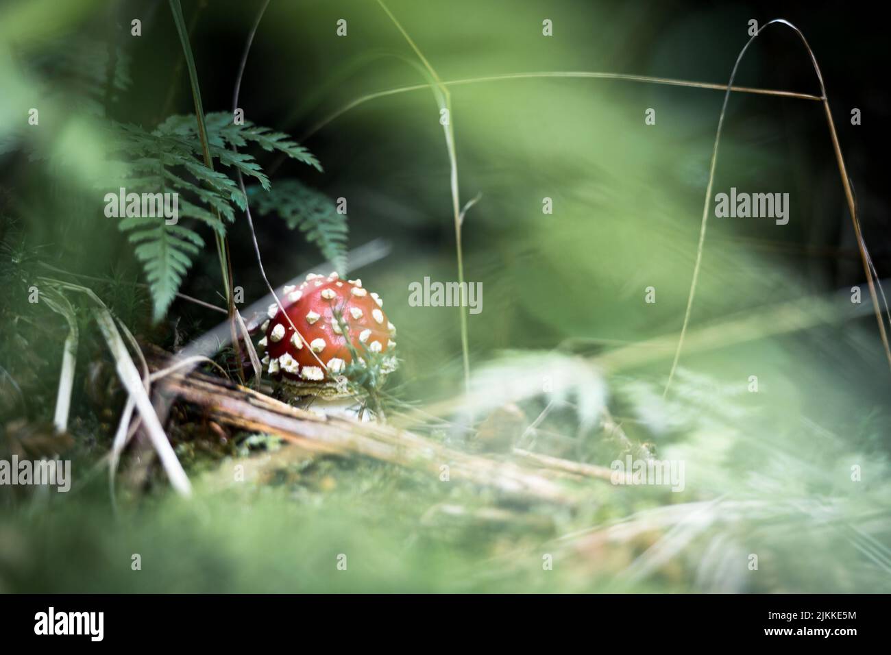 A closeup shot of a tiny mushroom Stock Photo