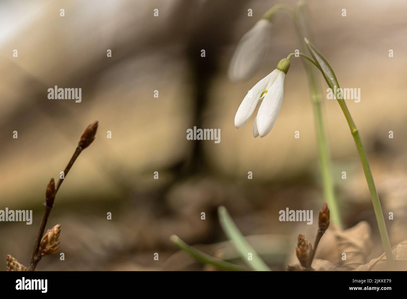 A closeup shot of a snowdrop flower Stock Photo