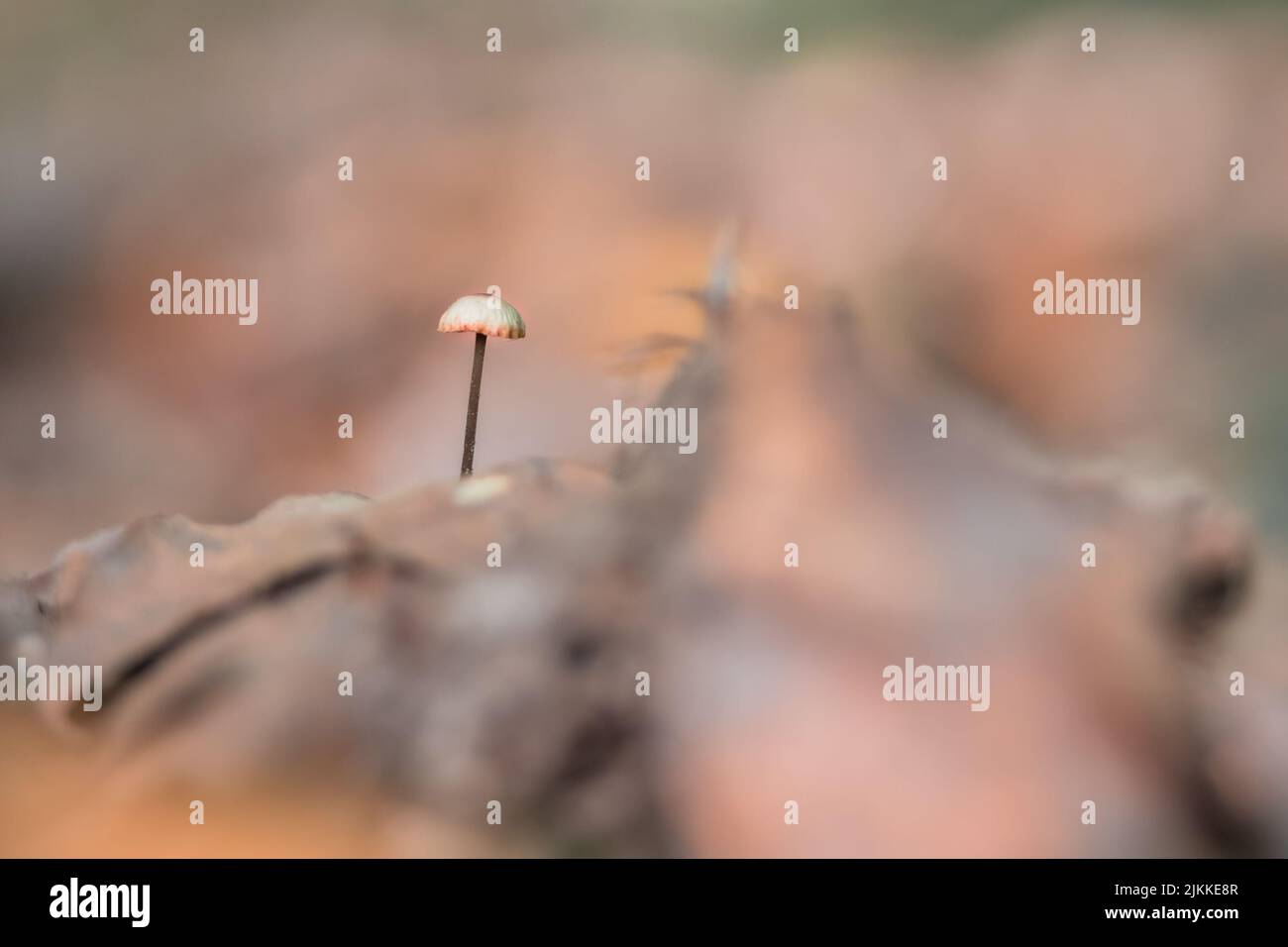 A closeup shot of a tiny mushroom Stock Photo