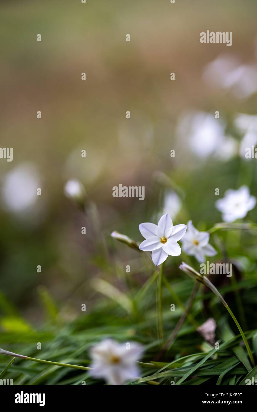 White wildflowers hi-res stock photography and images - Alamy