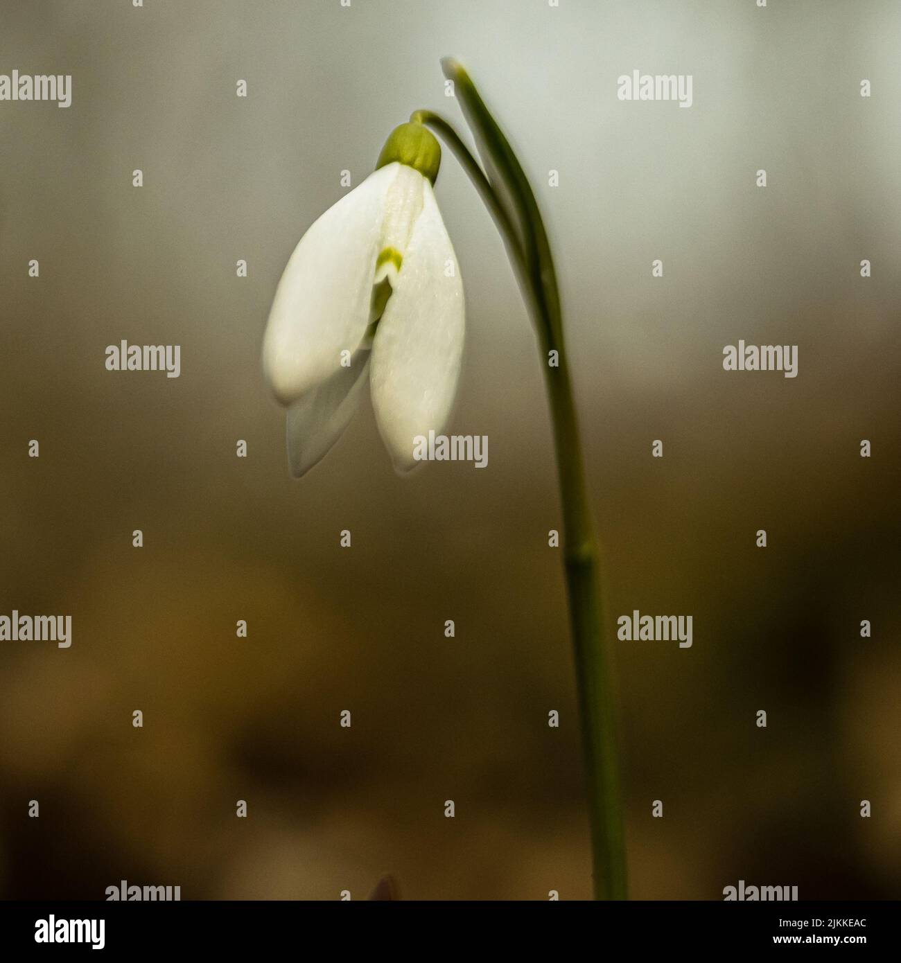 A closeup shot of a snowdrop flower Stock Photo