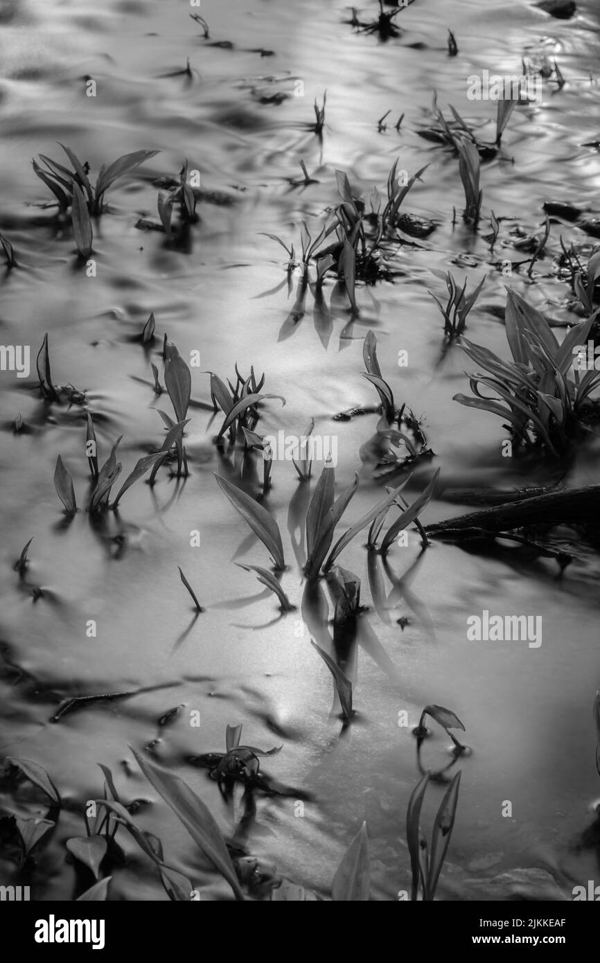 Water plants Black and White Stock Photos & Images - Alamy