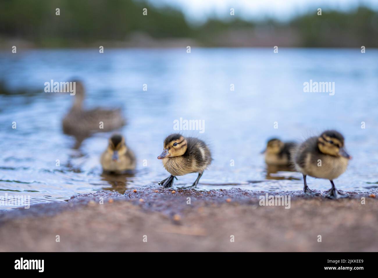 Cute Ducklings closeup portrait in water with Mallard duck Mother Stock