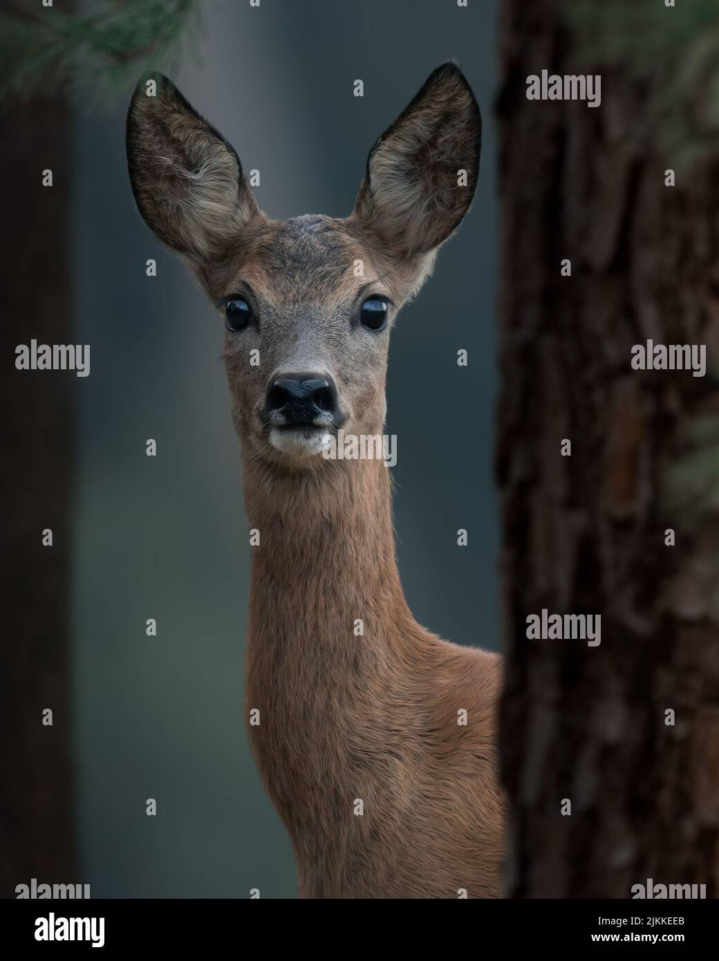 A vertical shot of a baby deer in the forest looking right into the camera Stock Photo