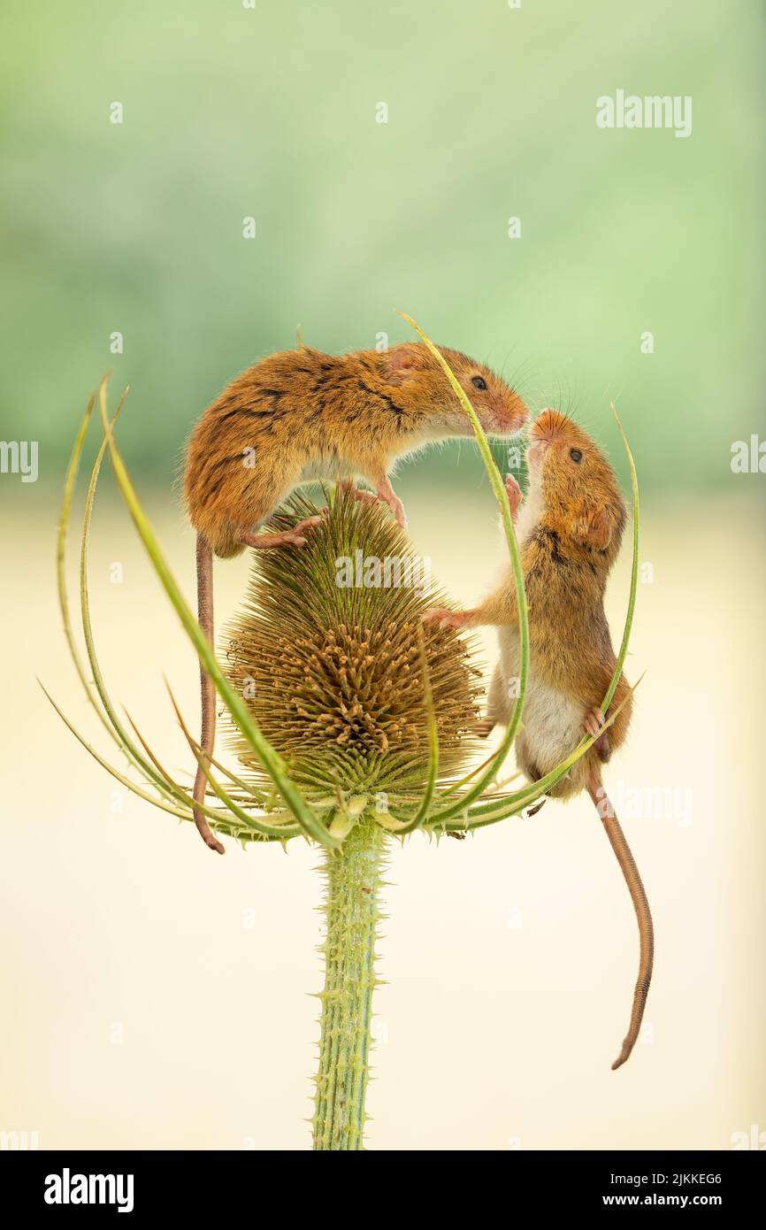 Kissing mice hi-res stock photography and images - Alamy