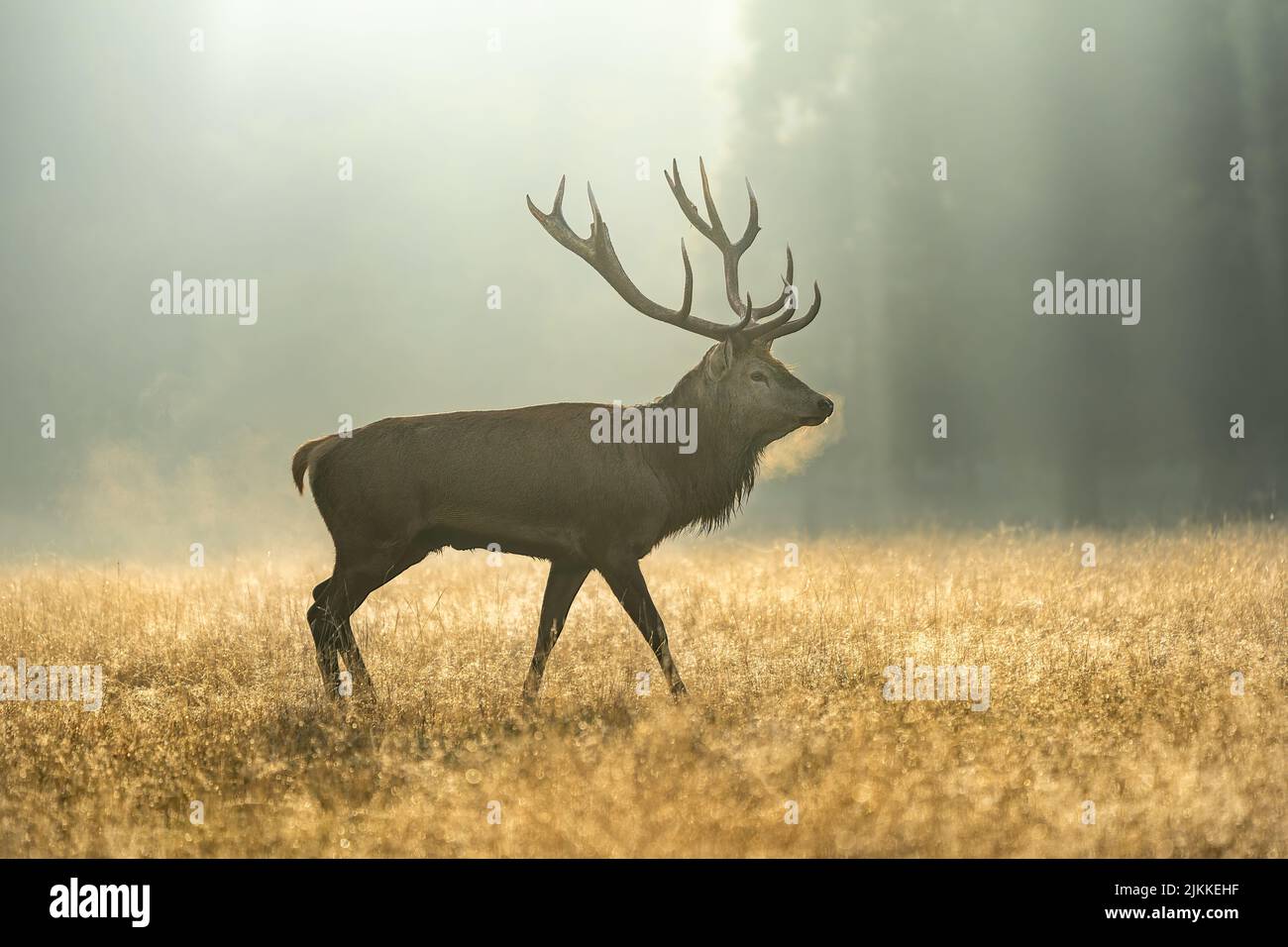A deer with antlers walking around in Richmond park during sunrise Stock Photo