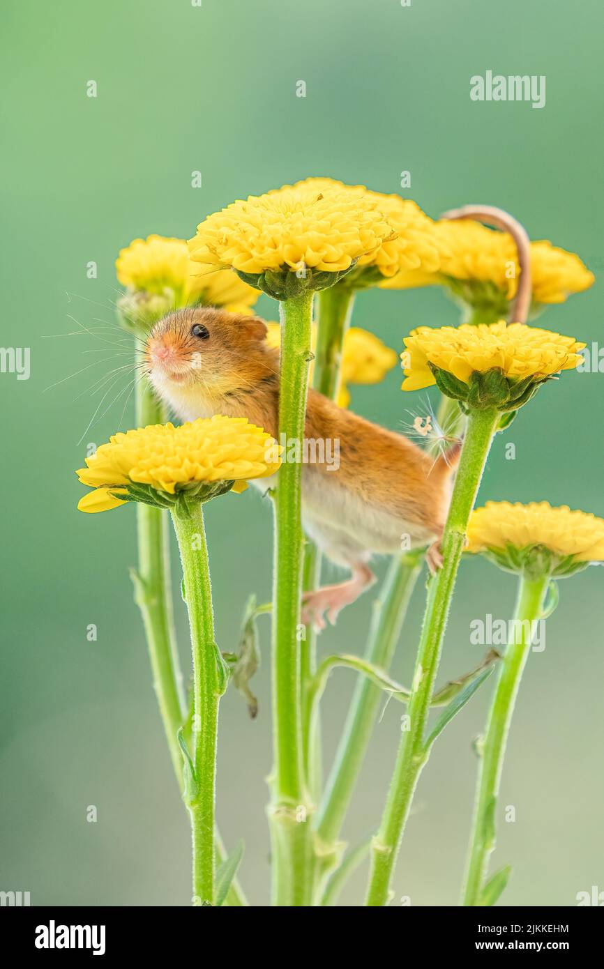 A vertical closeup shot of a cute harvest mouse on yellow flowers Stock Photo