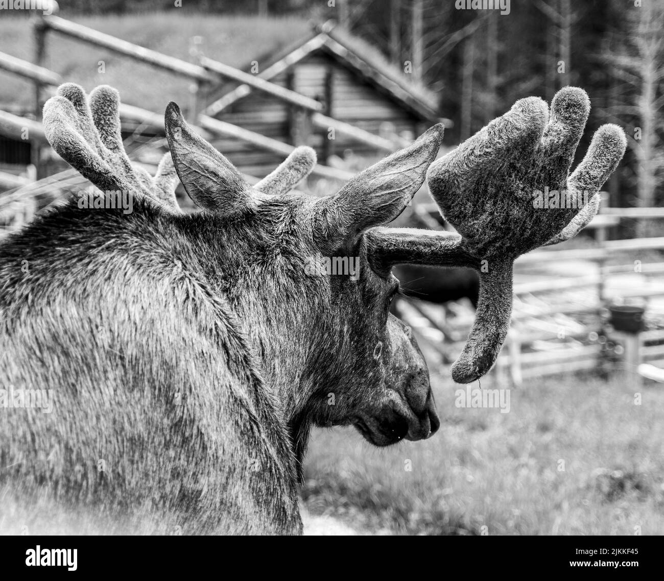 A grayscale photo of a huge deer with wooden house on the background in Norway Stock Photo