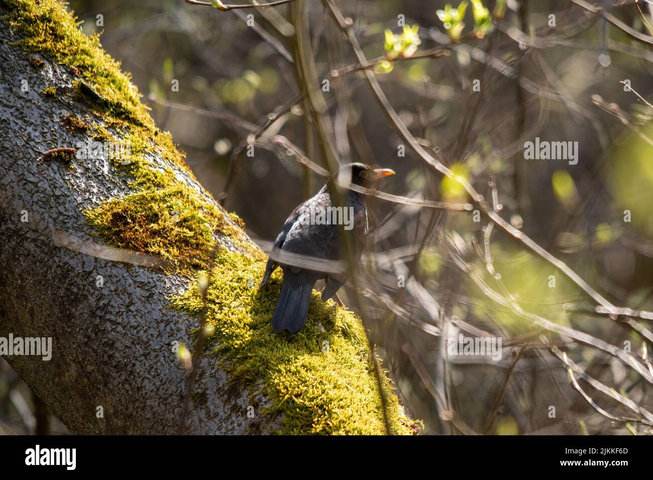 A back shot of a common blackbird perching on a big tree branch covered with mosses in the forest in bright sunlight with blurred background Stock Photo