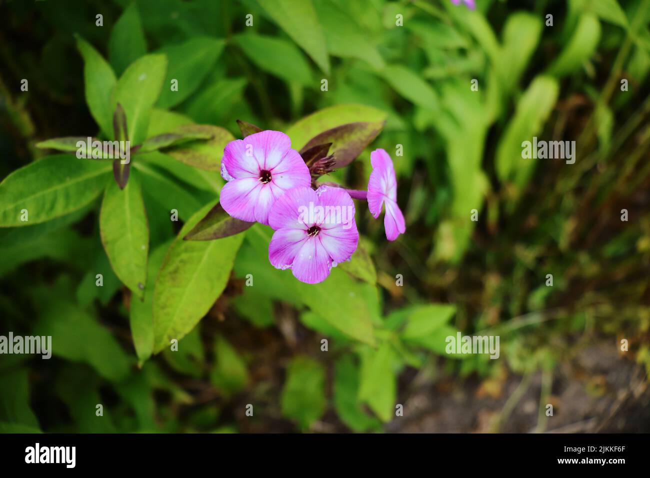 A closeup of the Phlox drummondii, commonly annual phlox or Drummond's phlox. Stock Photo