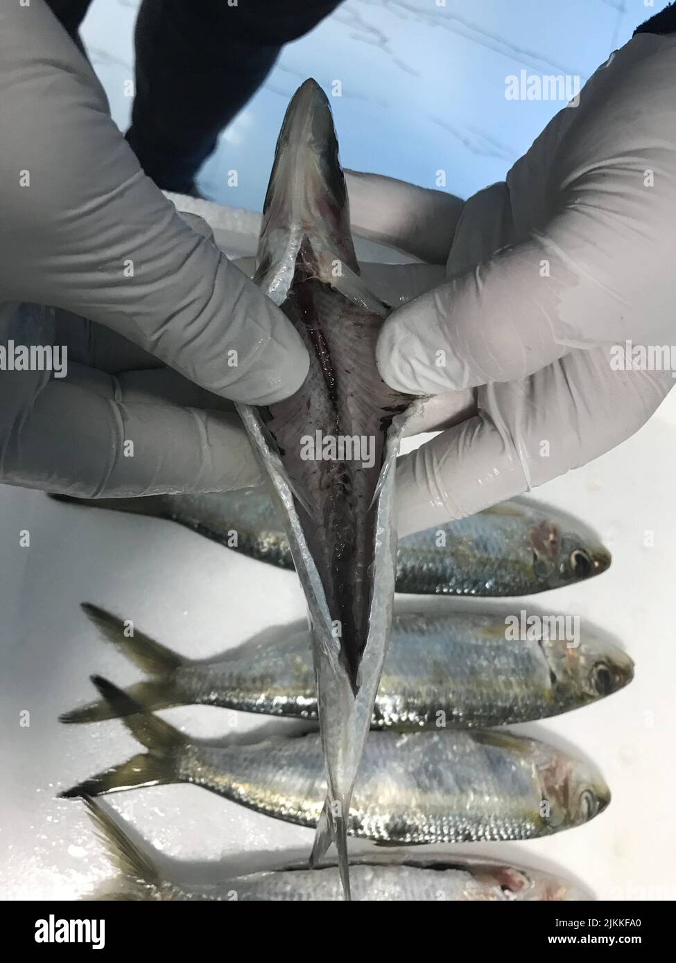 The gloved hands of man holding fresh fish Stock Photo