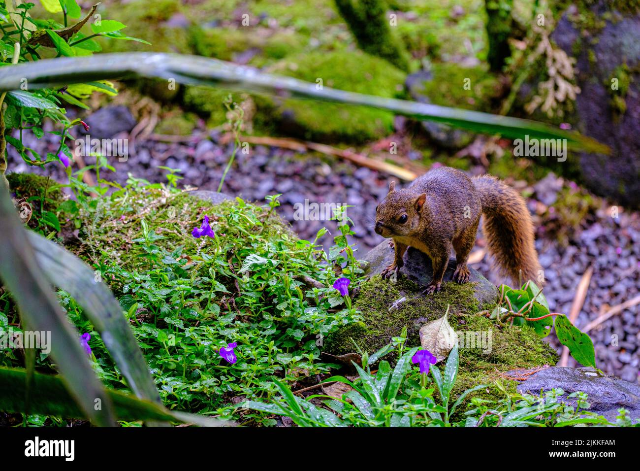 A beautiful shot of a red-tailed squirrel standing on a rock among green grass in the forest with purple flowers in the blurred background Stock Photo