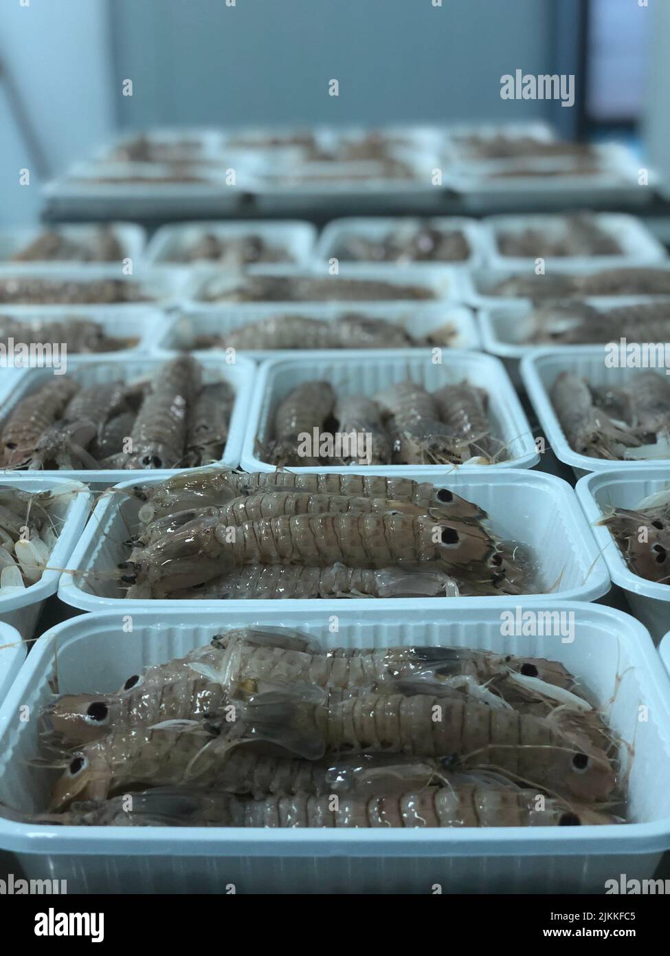 a close up shot of Chinese white shrimp. Stock Photo