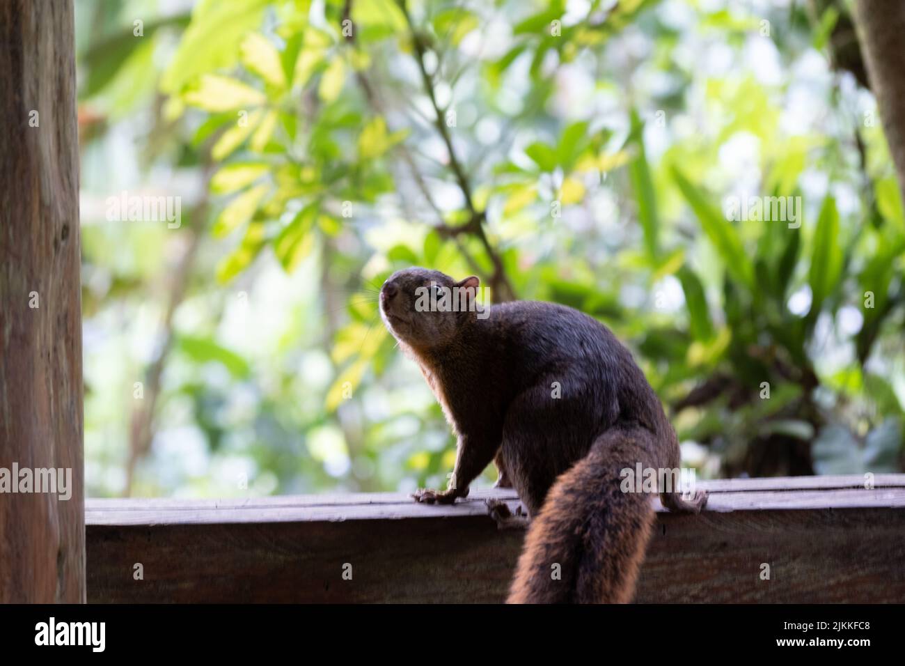 A closeup shot of a pallas's squirrel standing on a wooden fence at the park on a sunny day with blurred background Stock Photo