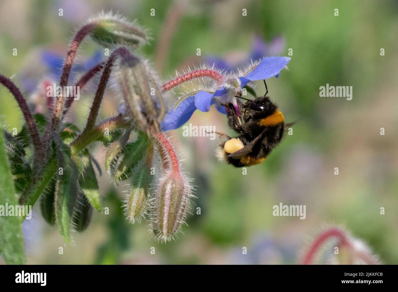 A selective focus shot of a bumblebee feeding from a borage plant Stock Photo