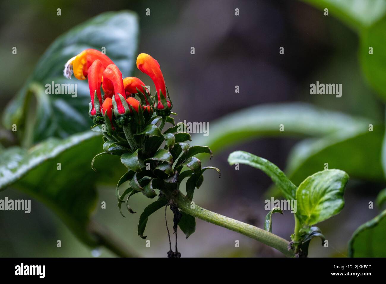 A closeup shot of centropogon granulosus plant flowering in the garden in daylight with blurred background Stock Photo