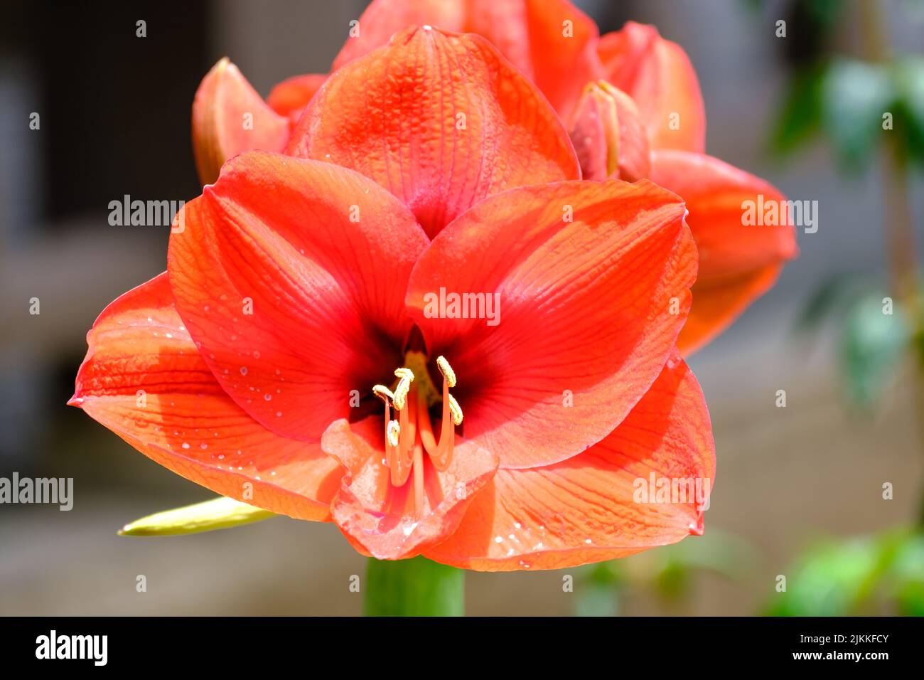 A closeup shot of amaryllis flowers blooming in the garden in bright sunlight with blurred background Stock Photo