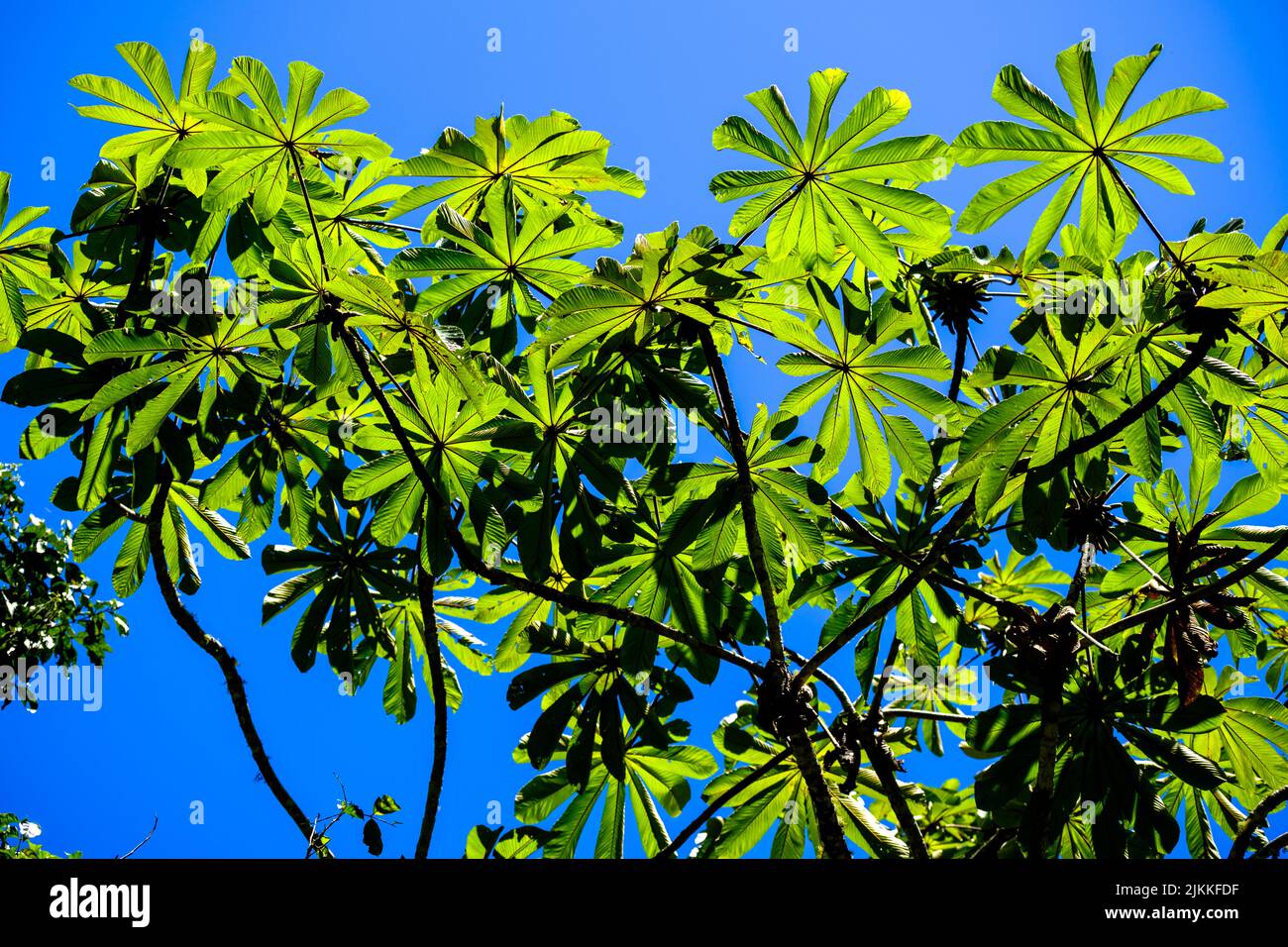 A low angle shot of green leaves of cecropia obtusifolia plant against blue sky in bright sunlight Stock Photo