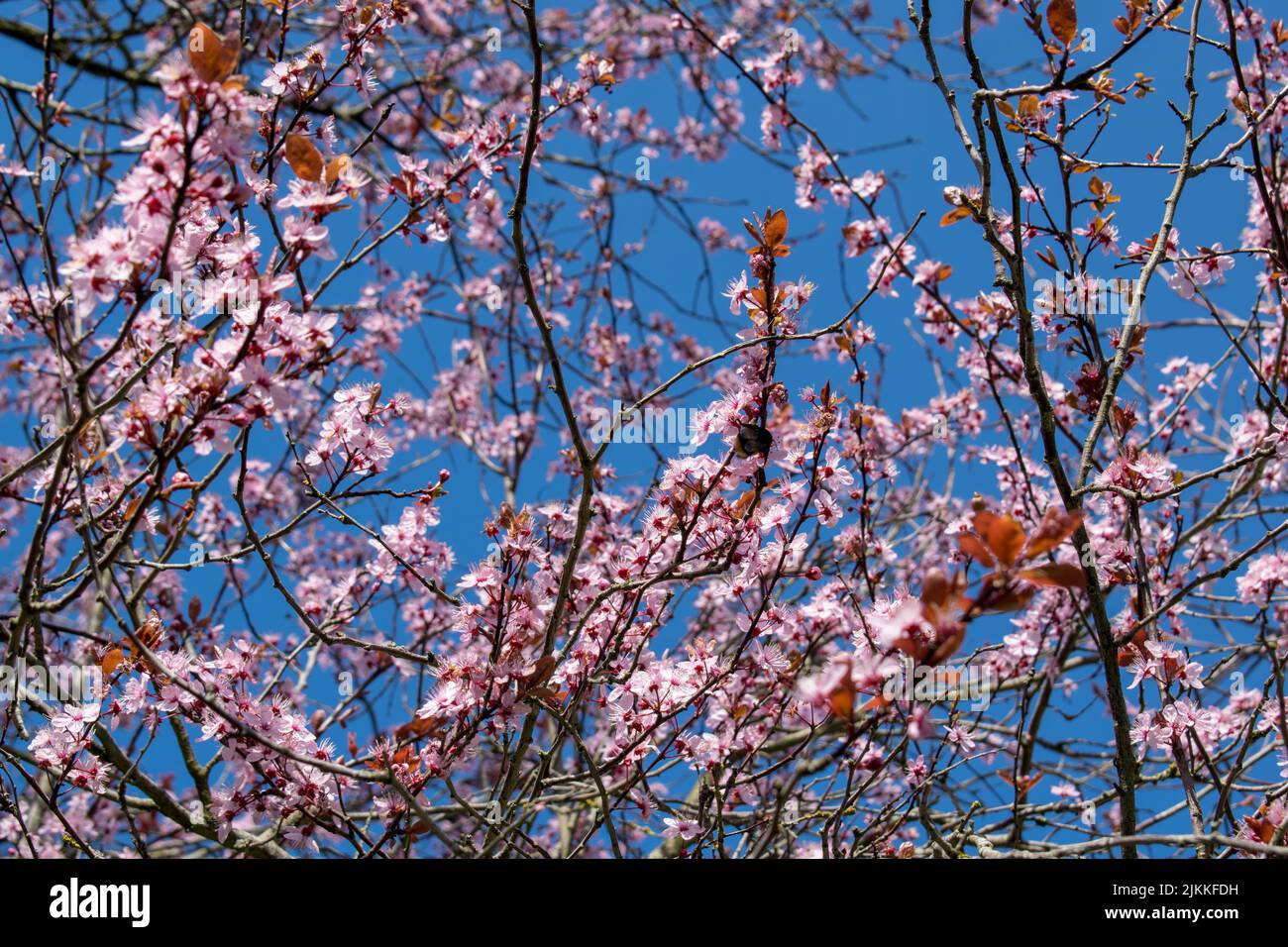 The beautiful cherry blossoms against a blue sky Stock Photo - Alamy