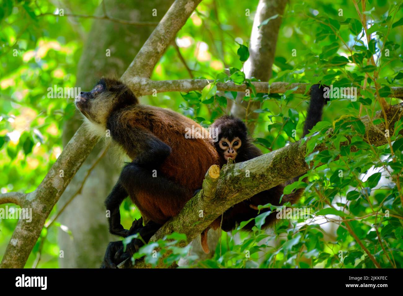 A closeup of two spider monkeys sitting on a tree branches Stock Photo