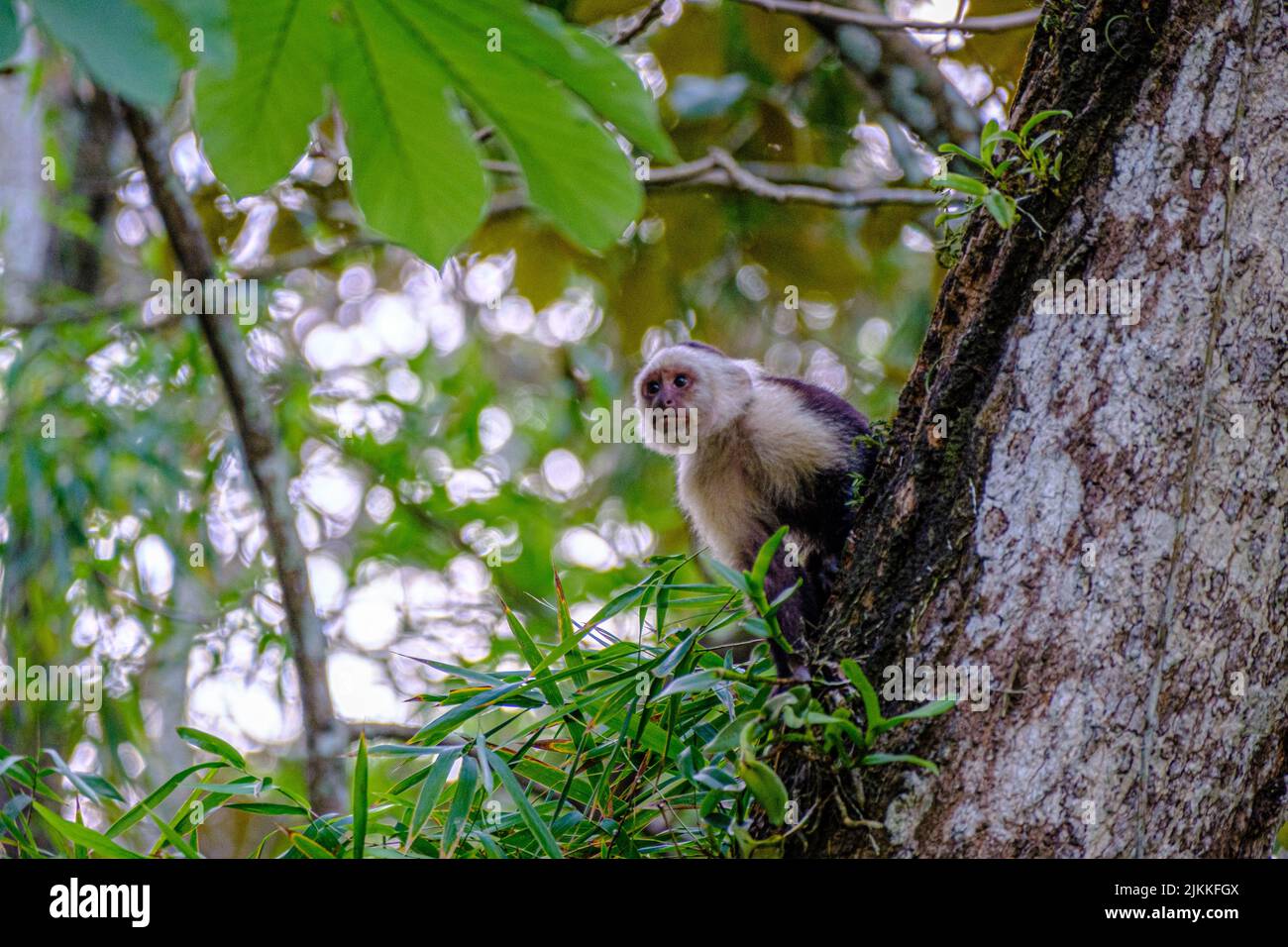 A closeup of a white-faced capuchins, Cebus imitator sitting on a tree Stock Photo