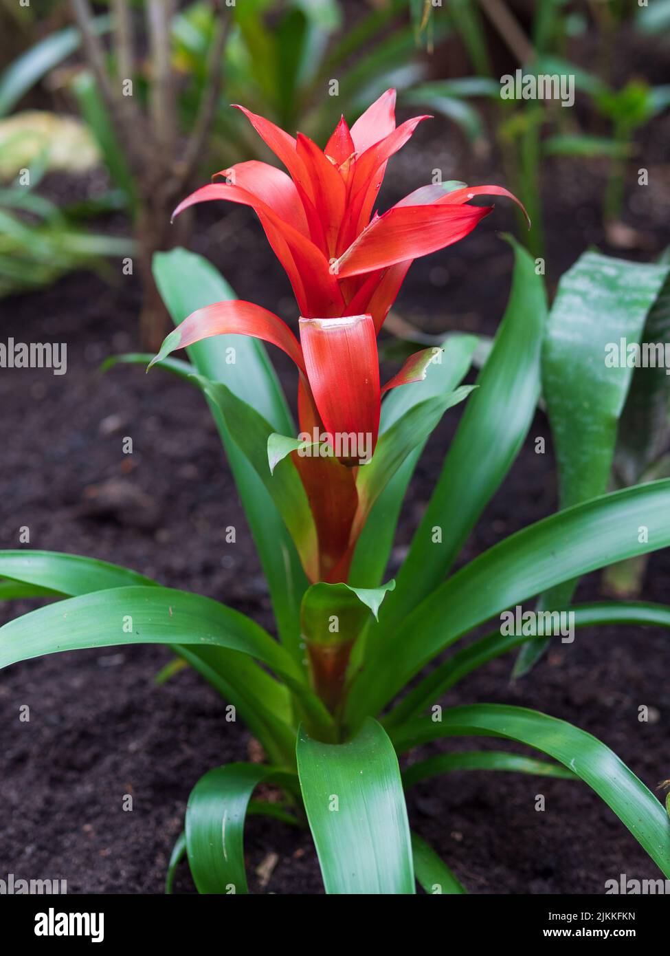 A closeup shot of a red Guzmania flower Stock Photo