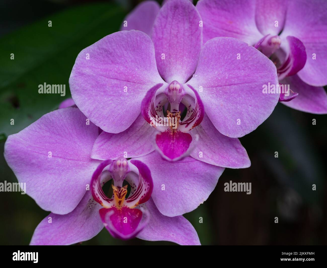 Beautiful pink orchids hi-res stock photography and images - Alamy