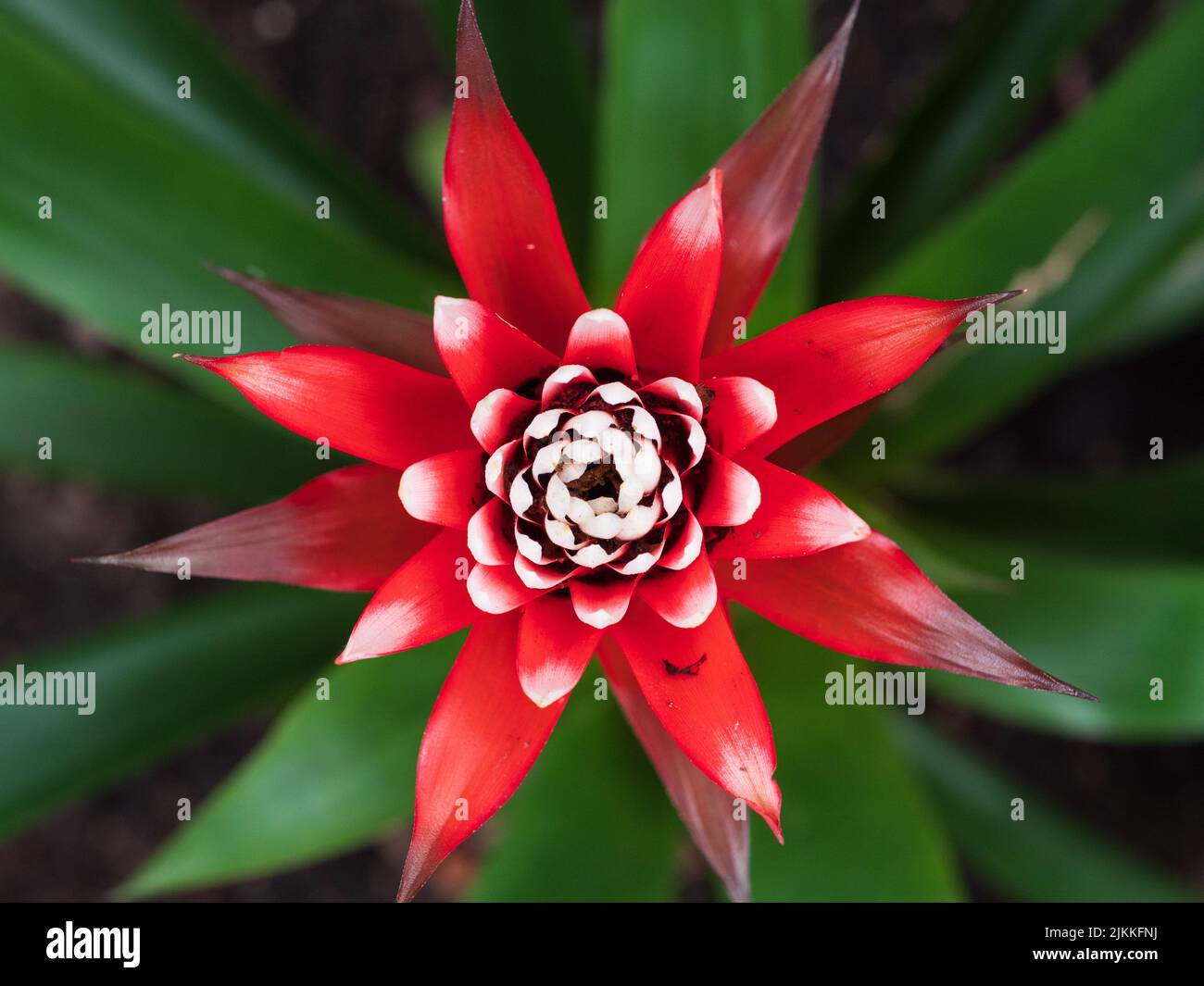 A closeup shot of a red Guzmania flower Stock Photo