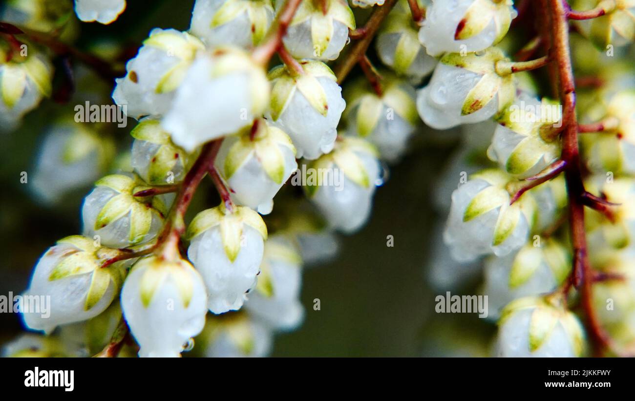 Flora japonica hi-res stock photography and images - Alamy