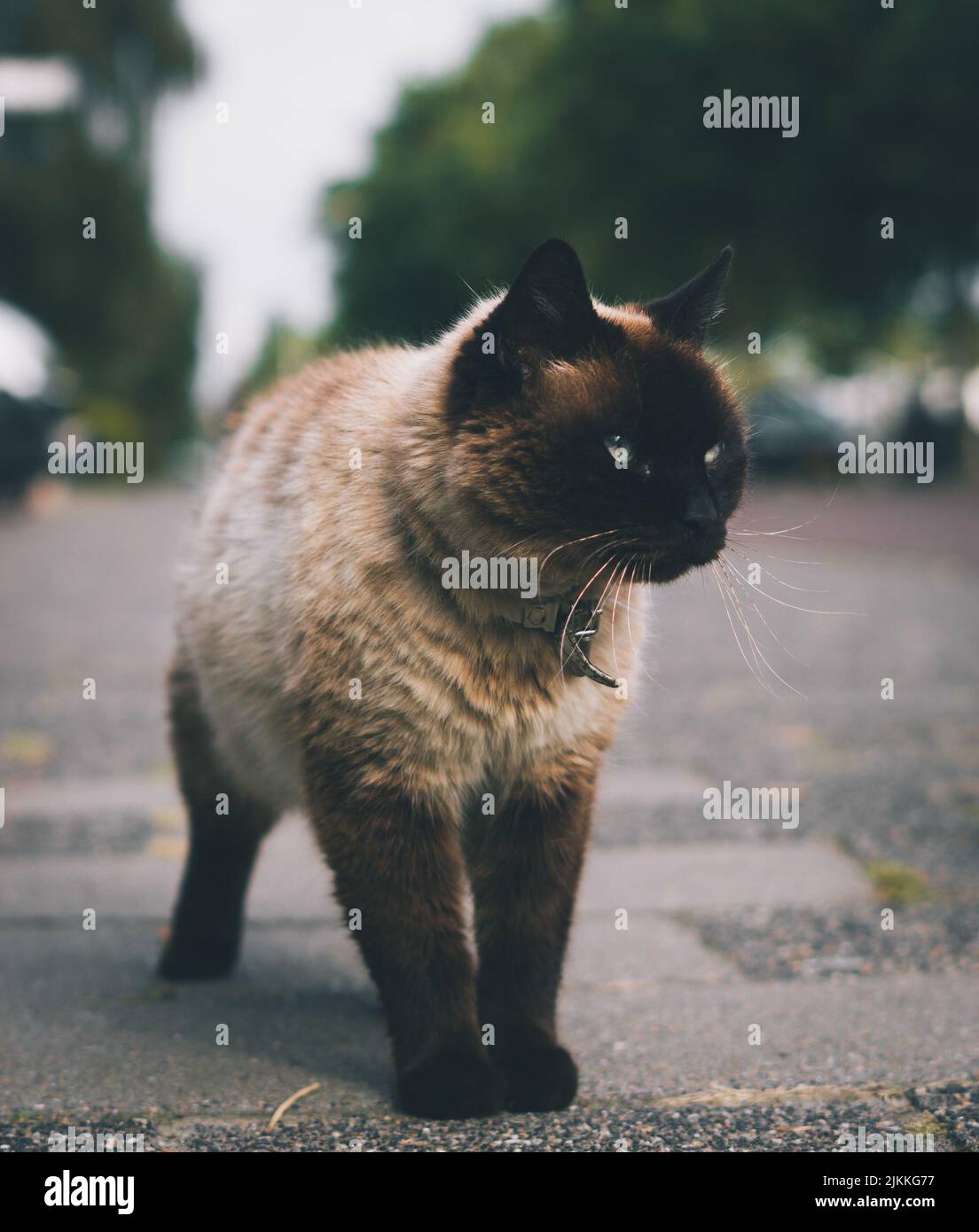 A closeup shot of a lovely white and black cat on the street with a blurry background of trees and sky Stock Photo