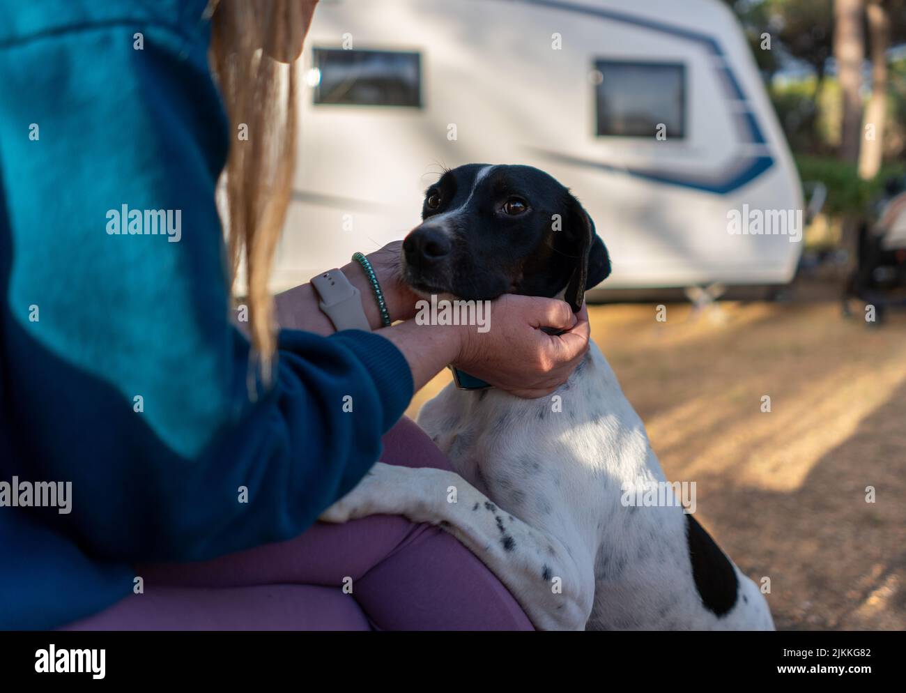 A selective focus shot of a woman playing with an English Pointer dog Stock Photo