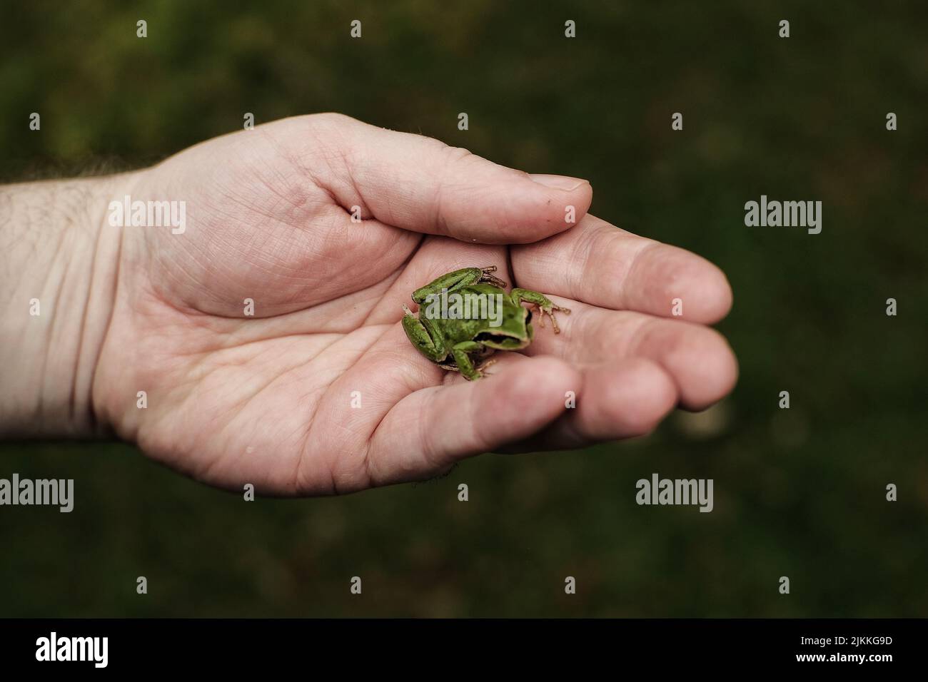 A closeup shot of a person holding a tiny  green frog Stock Photo
