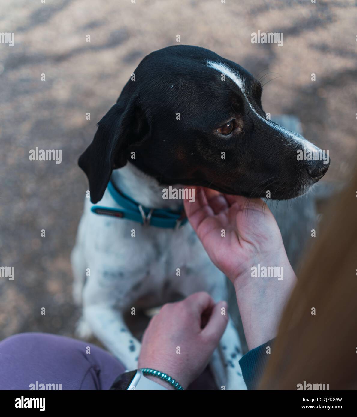 A vertical selective focus shot of a woman playing with an English Pointer dog Stock Photo